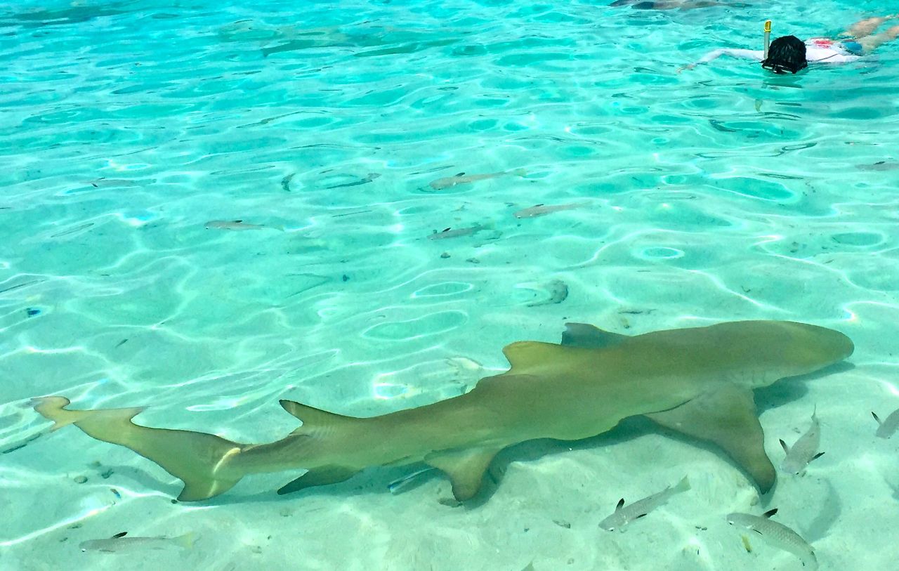 Swimming peacefully with the lemon sharks in the Lagoonarium. IRT Photo by Angela Walker