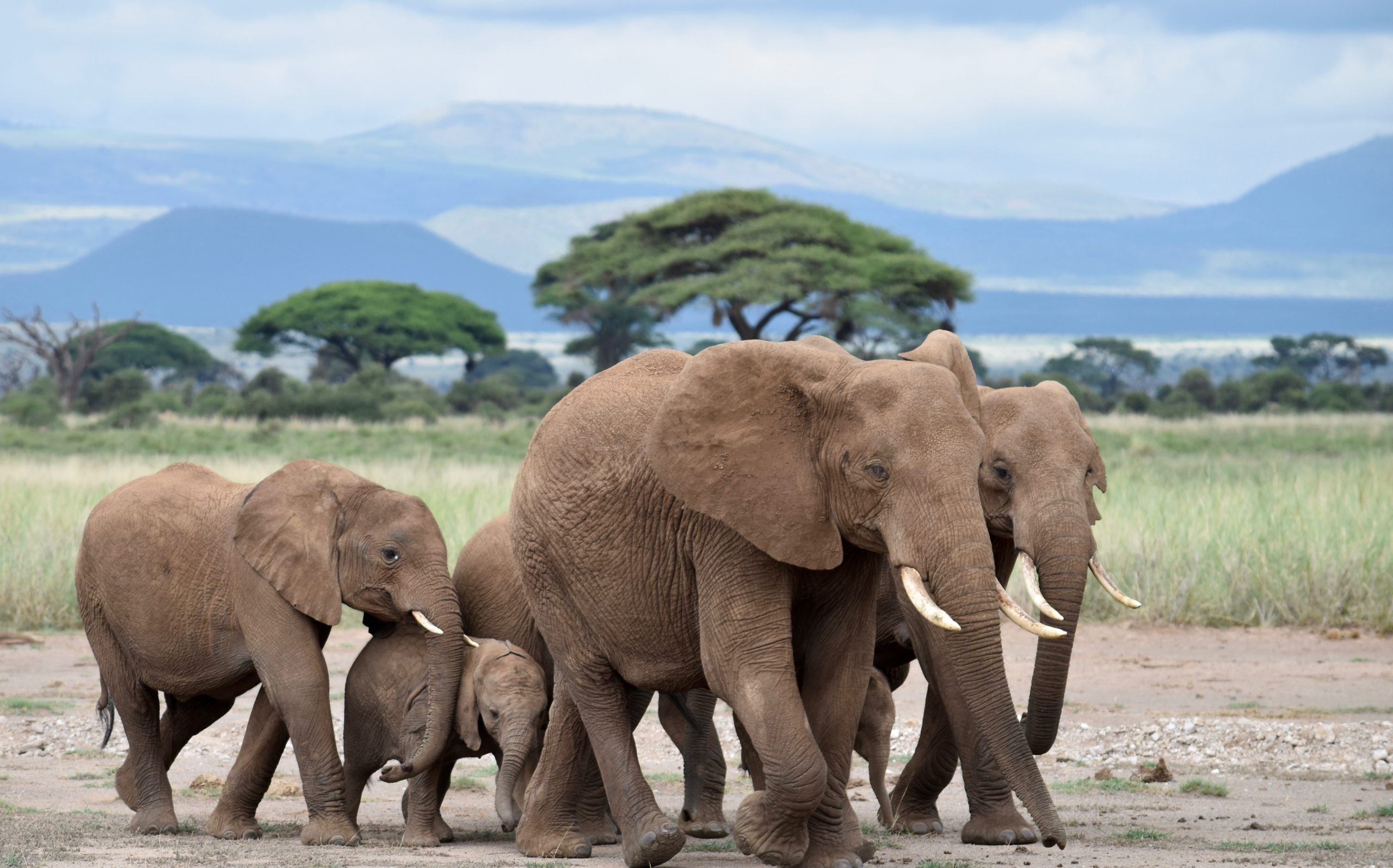 An elephant family on its daily march to the swamps in Amboseli National Park, Kenya
