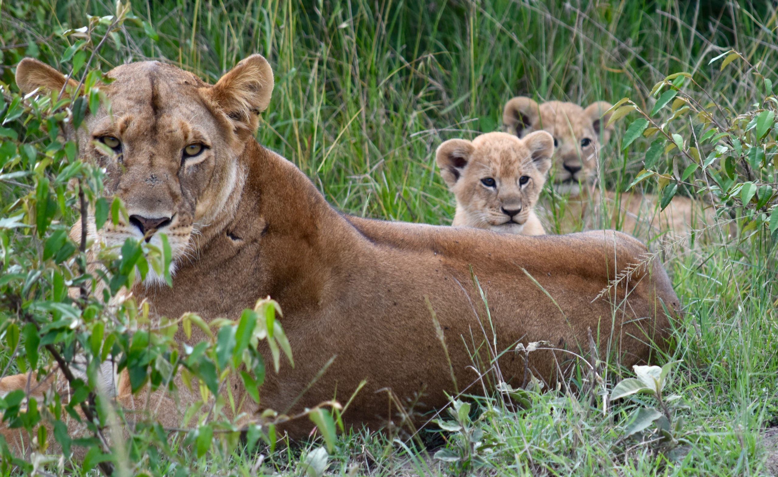A mother and her cubs watch us with casual curiosity in the Maasai Mara National Reserve