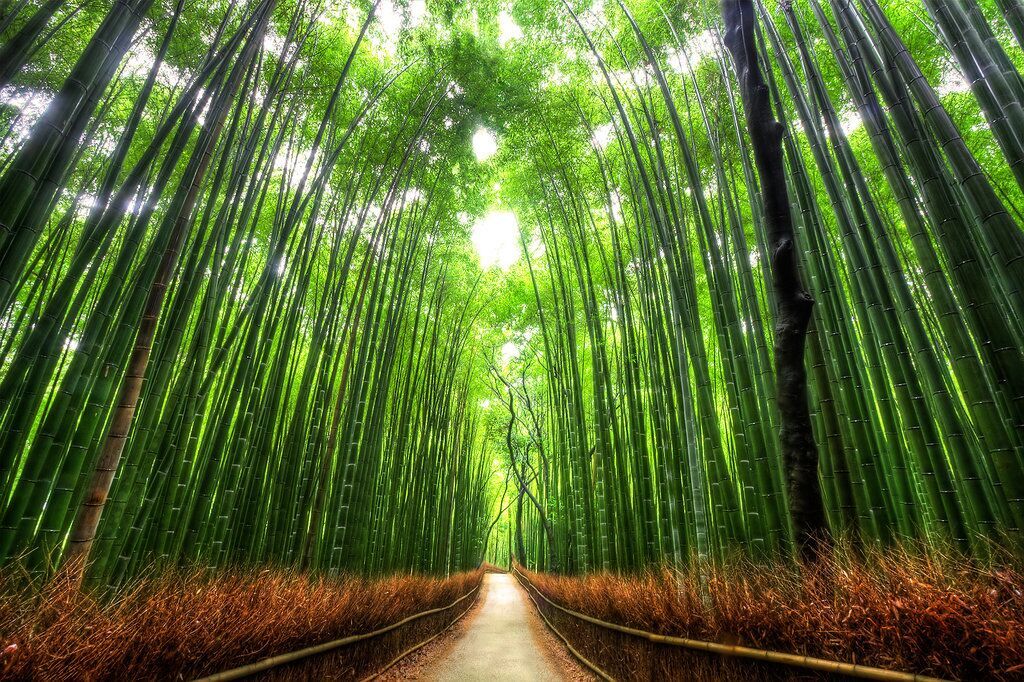 KYOTO Bamboo_Forest
