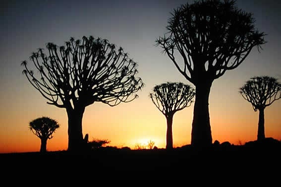 Namibia's famous quiver trees.