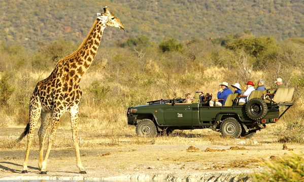 Big game, up close and personal, at Tau Game Lodge, in Madikwe, near the Botswana border. IRT Photo.