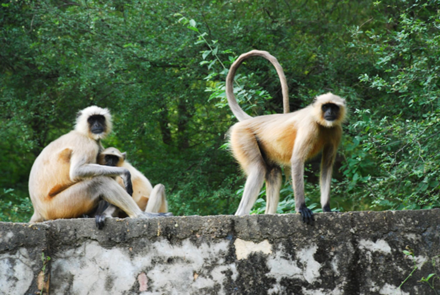 Two monkeys on the Maharajas’ Express Indian Panorama, Delhi-Delhi journey