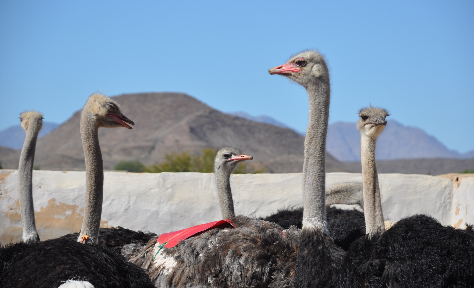 Oudtshoorn ostrich farm visit on Rovos Rail.