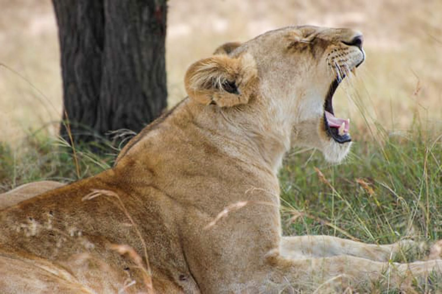 lion yawning on the Rovos Rail African Golf Safari journey