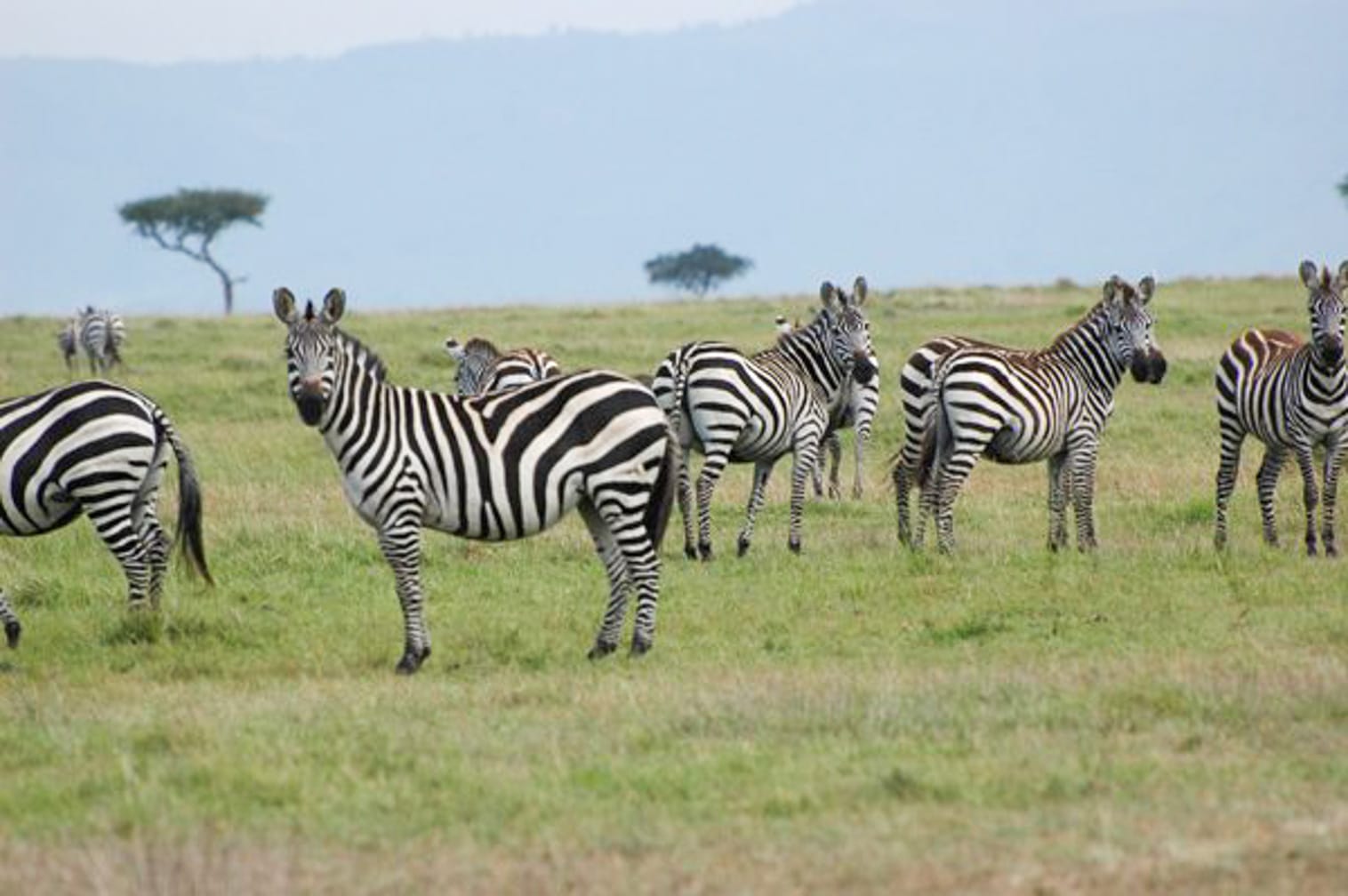 Zebra on the Rovos Rail’s South African Collage From the Mountains to the Sea journey