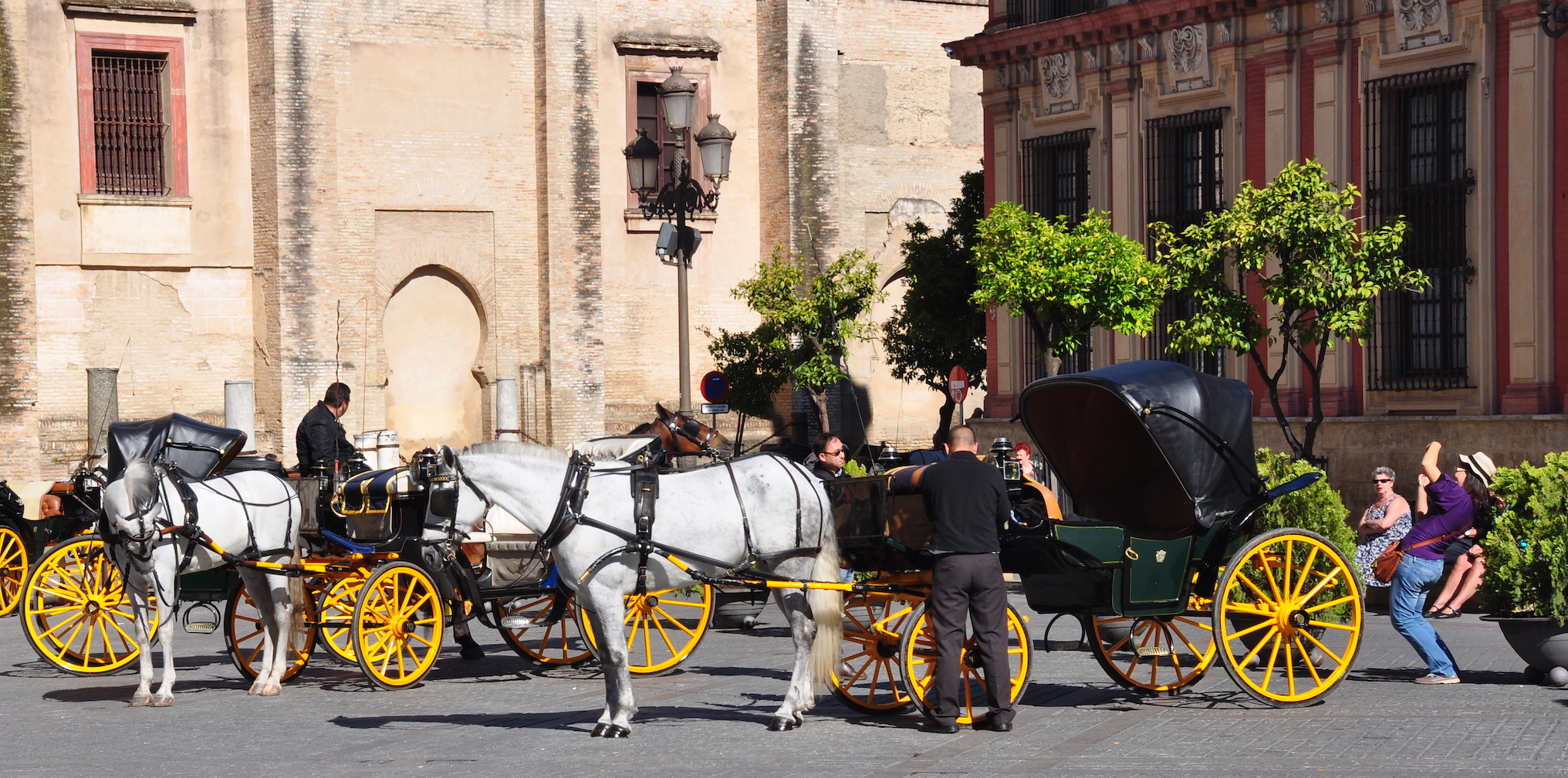 Seville horses on Al Andalus tour