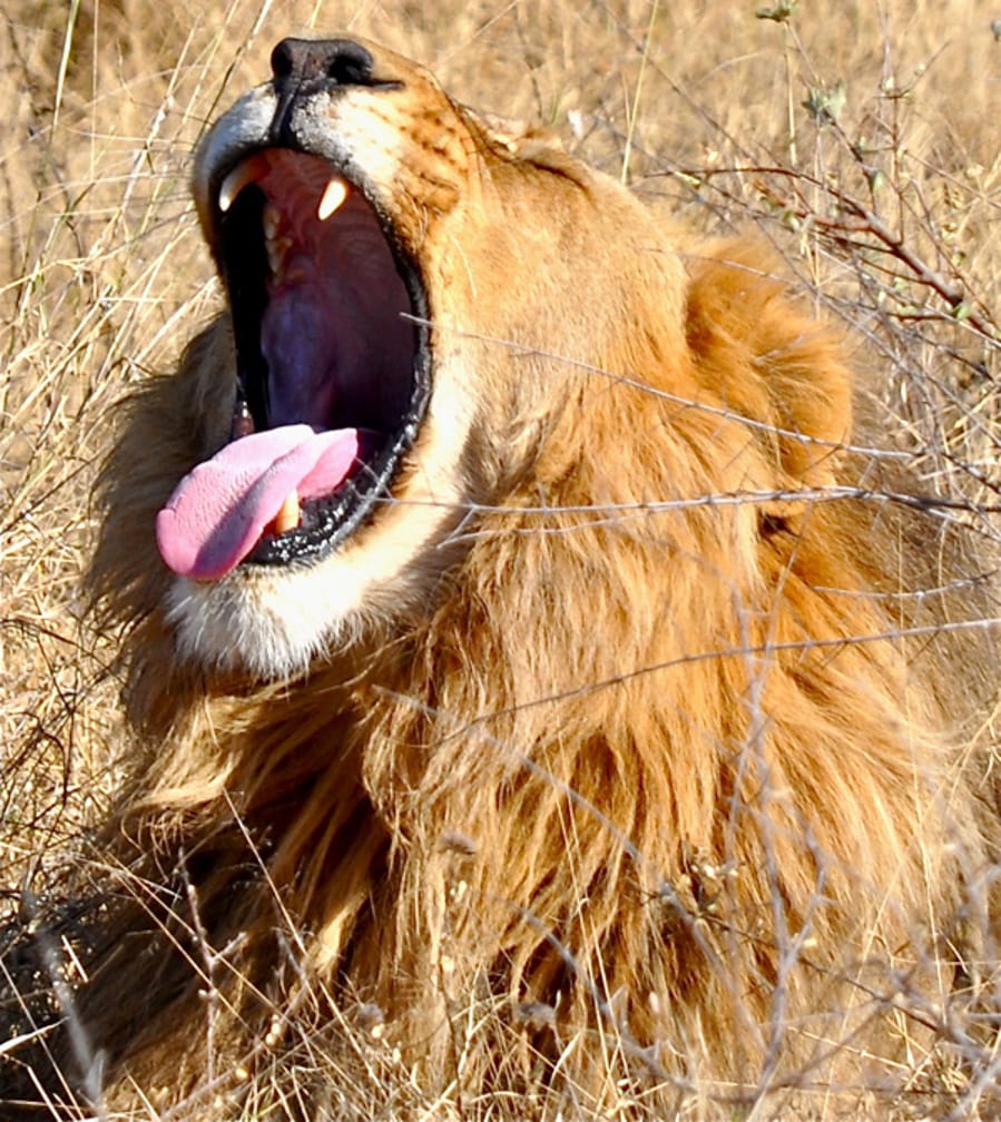Lion yawning on the The Blue Train: South Africa Luxury Train & Safaris journey