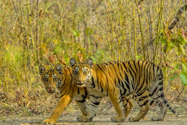 tadoba-national-park-5