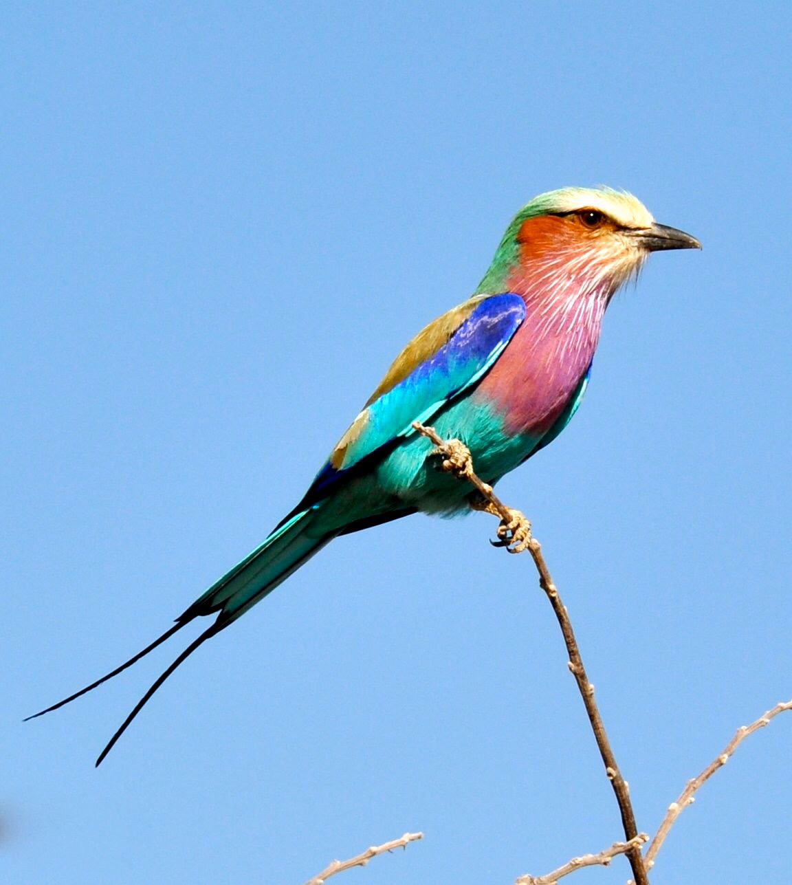 Indian Roller