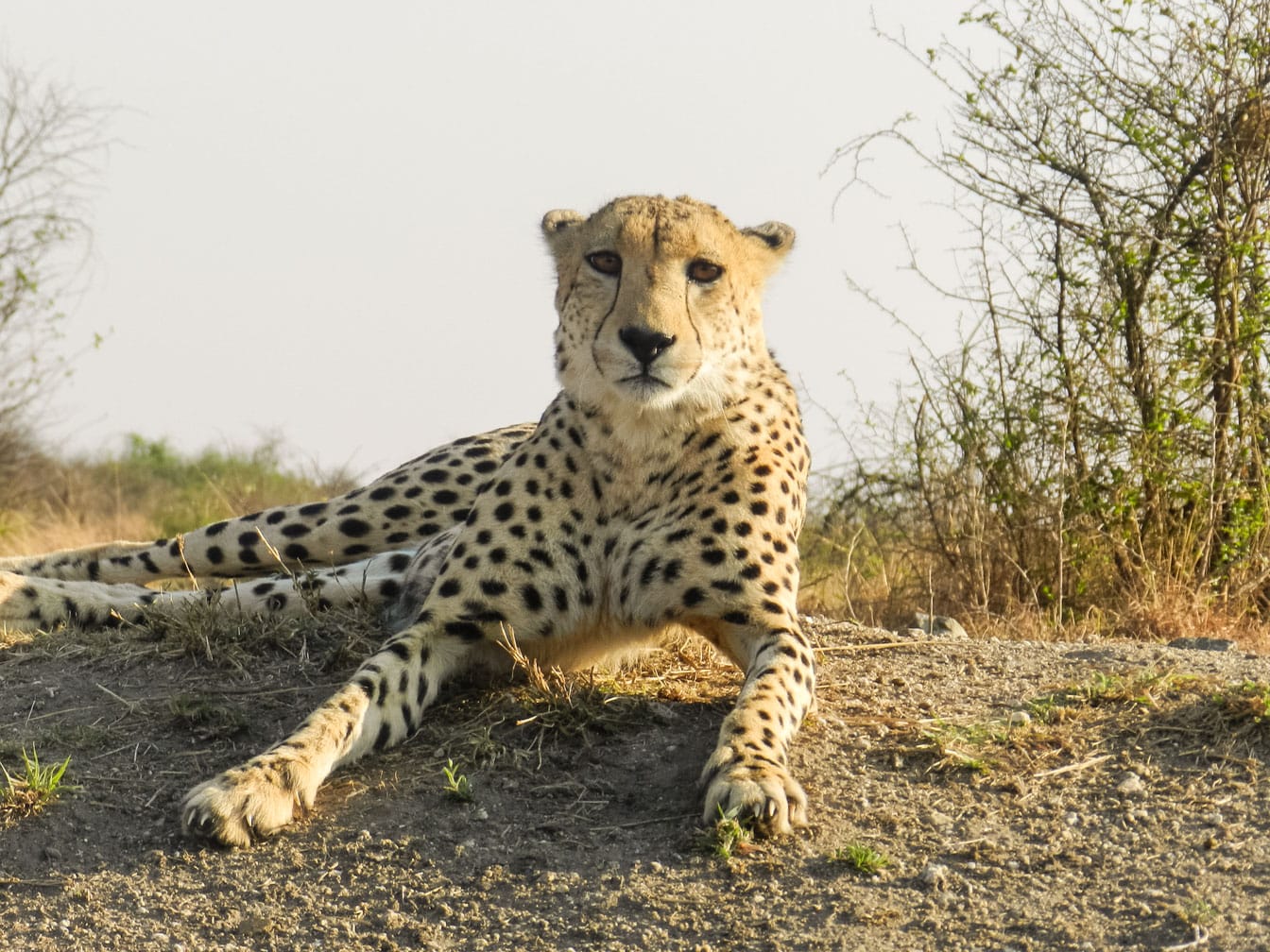 Cheetah on the Dar es Salaam to Lobito: Trail of Two Oceans journey